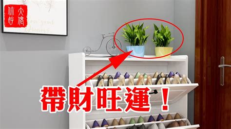 鞋櫃上可以放什麼植物 芷意思
